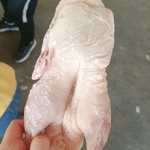 一级净膛3斤到5斤以上的白条鸭
