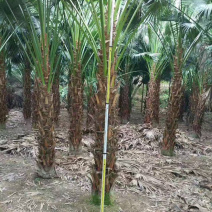 蒲葵树种植基地漳州蒲葵树产地福建精品蒲葵基地苗农直销