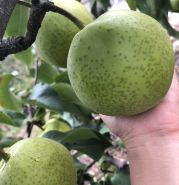 北镇大个锦丰梨细皮果型正