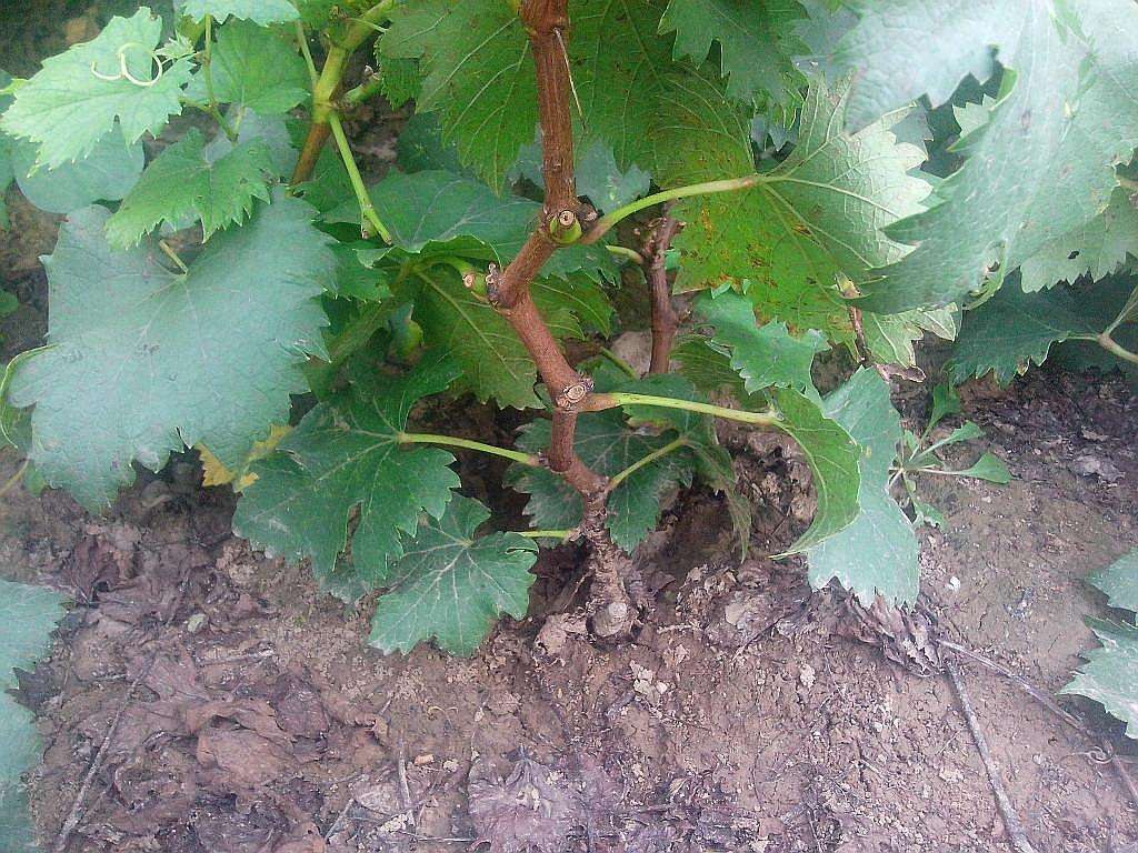 红提葡萄小苗在苗床中生长良好,根系健康,枝干挺拔 红提葡萄小苗展示图