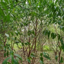 桃树，嫁接青叶桃树可带土球