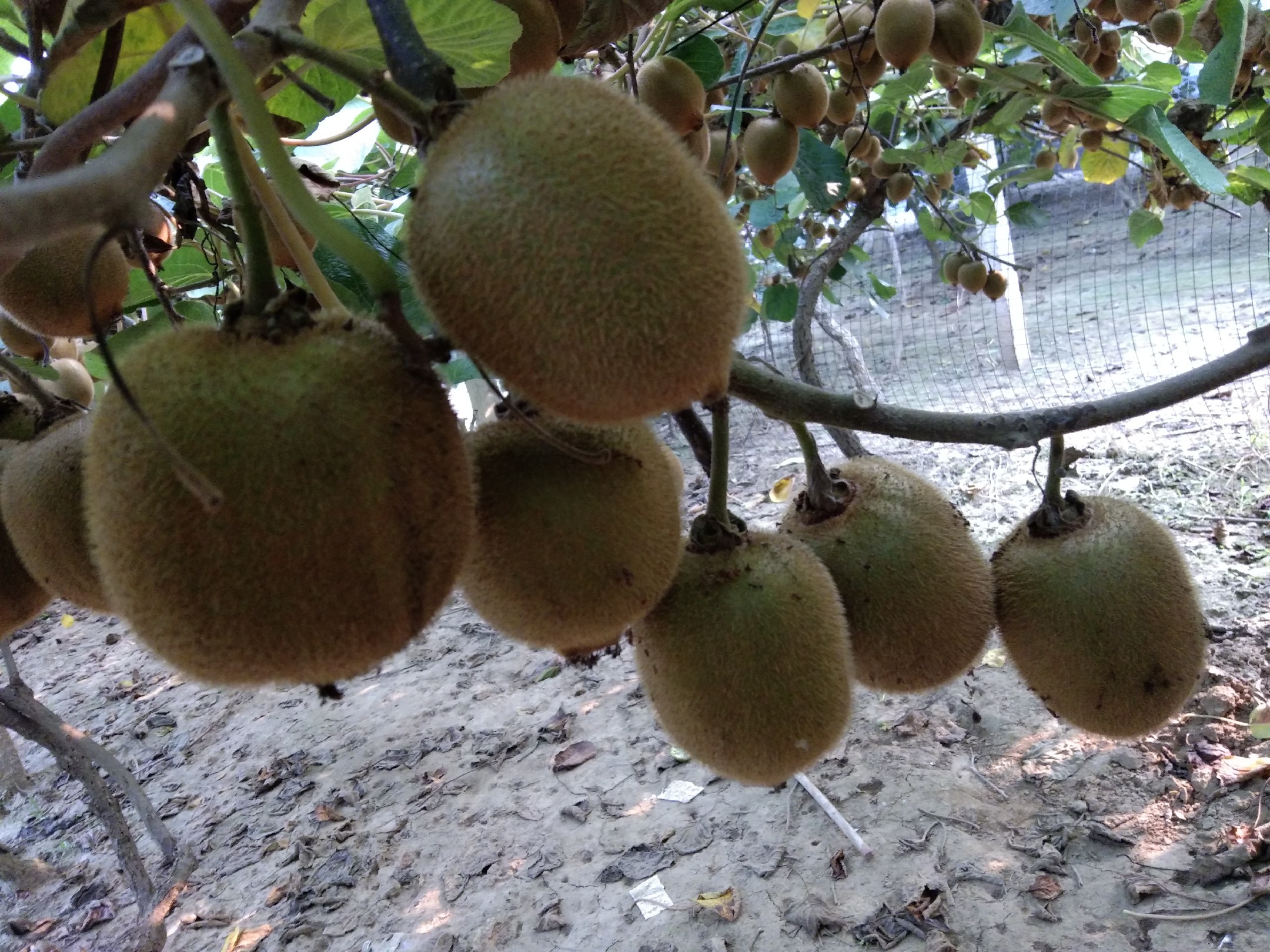 弥猕猴桃果实特写