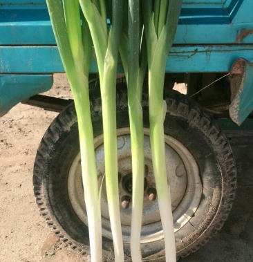 大葱大量上市中,品种,高白五叶齐,捆法,毛葱,净捆