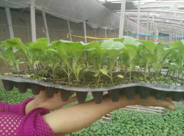 长茄苗定植现场操作图