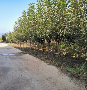 123树苗,鸡心果树苗,沙果树苗