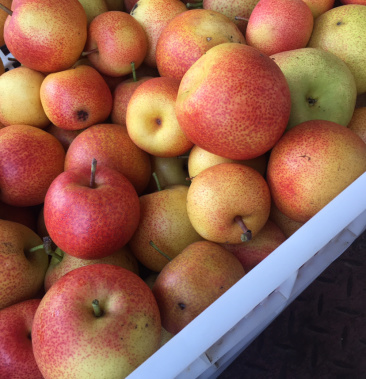 丽江高海拔细砂红梨子