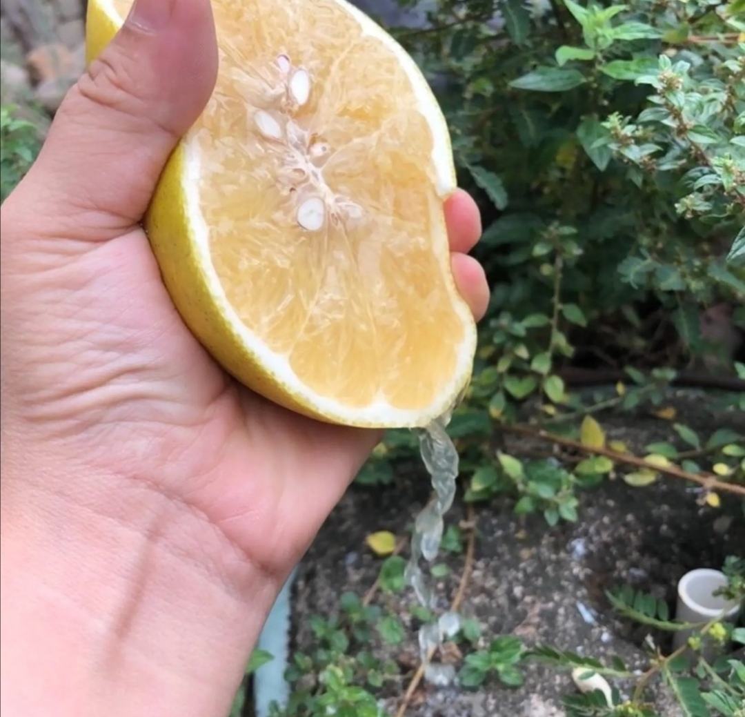 一只手正握着半个粉红果肉的葡萄柚,在白色陶瓷碗上方用力挤压在一个黄色塑料材质的手动锥形榨汁器上,果汁飞溅落入碗中,背景为木质餐桌和自然光线 葡萄柚榨汁操作演示