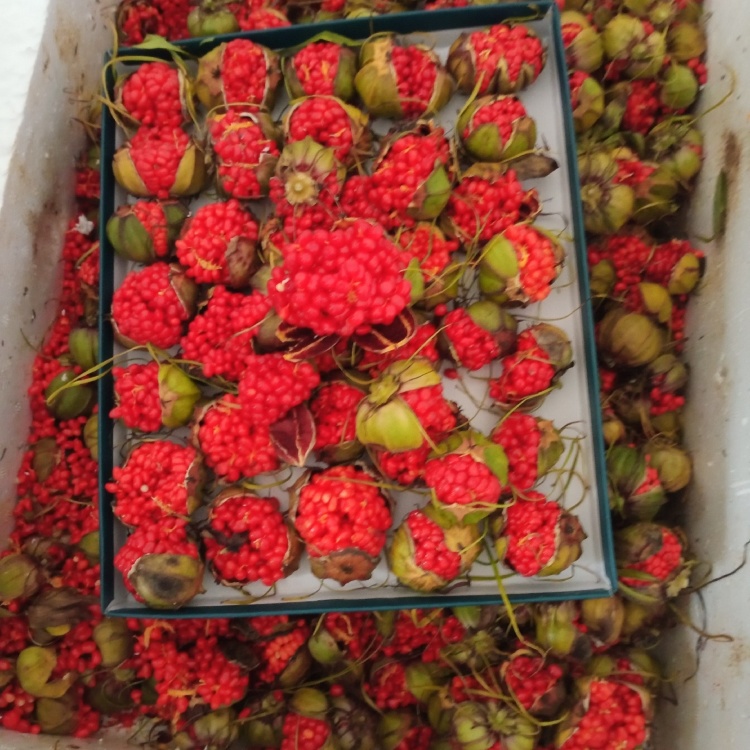 [重楼种子批发]滇重楼种子,一斤起发,低价出售,欢迎选购!全国包邮!