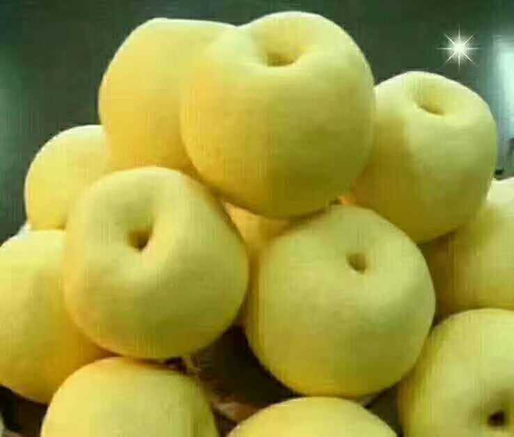 成功获得的大豆子叶节转化再生植株群体