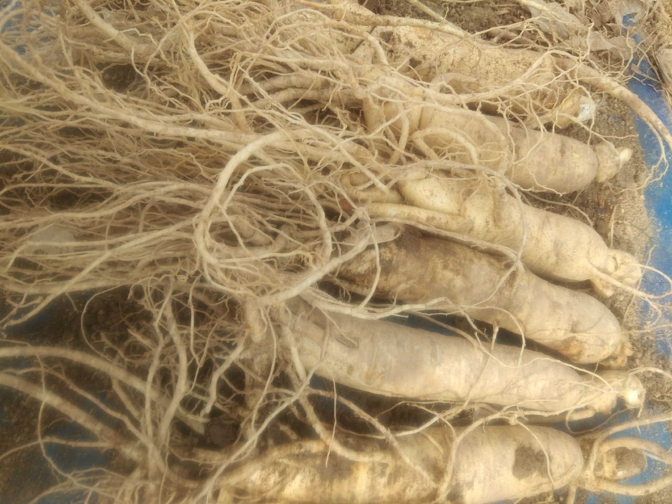 新鲜采挖的棚参特写照片