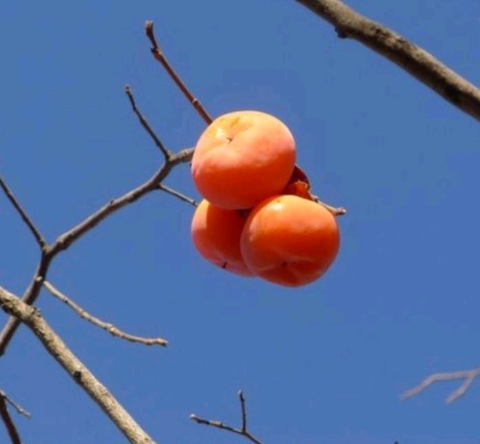 云南高原西红柿种植基地