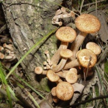 湖北深山里的野生茶树菇（树秋菌，青冈菌）