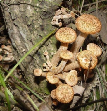 湖北深山里的野生茶树菇树秋菌青冈菌