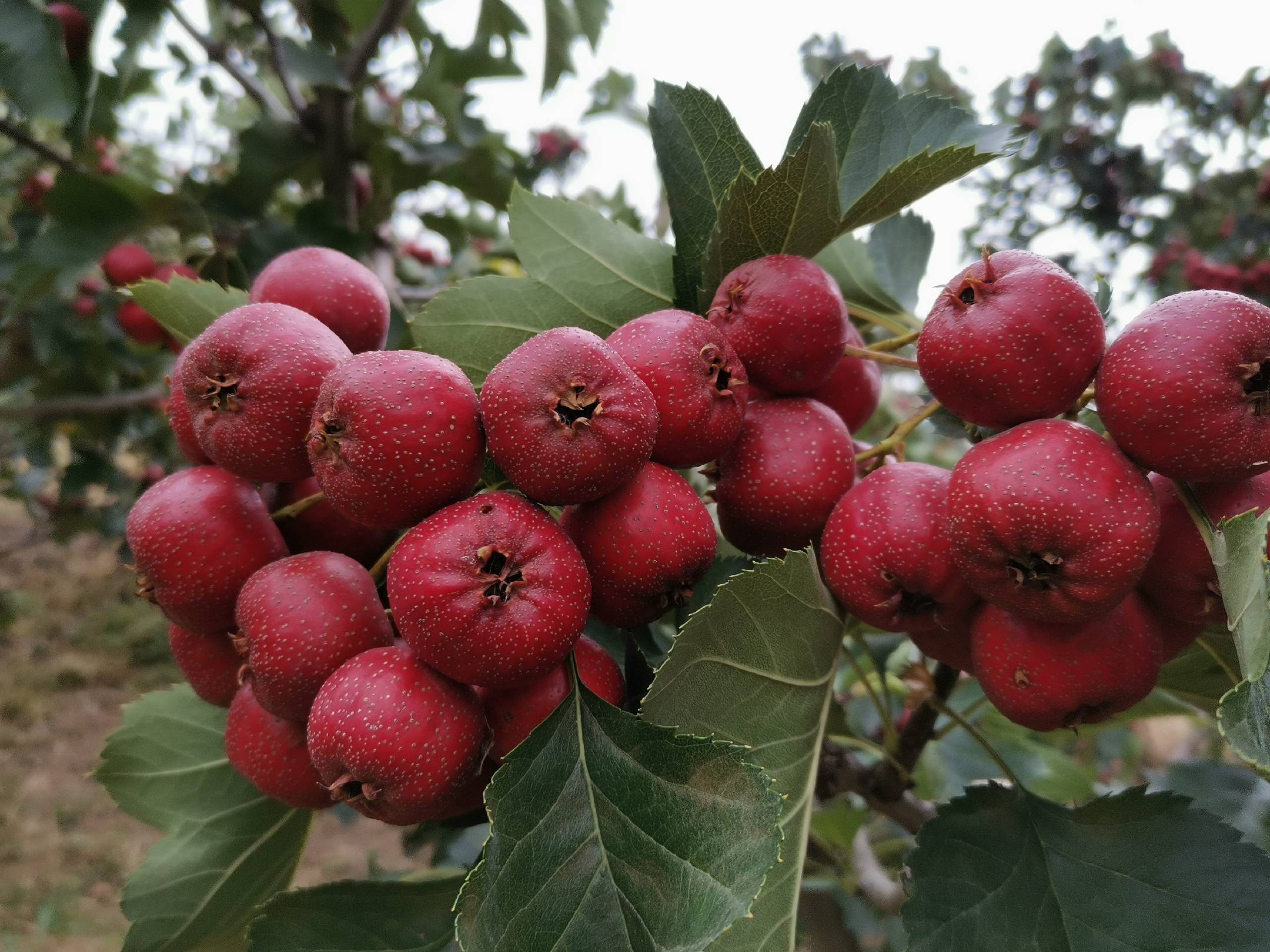 大五棱山楂与其他三个常见品种的对比陈列图