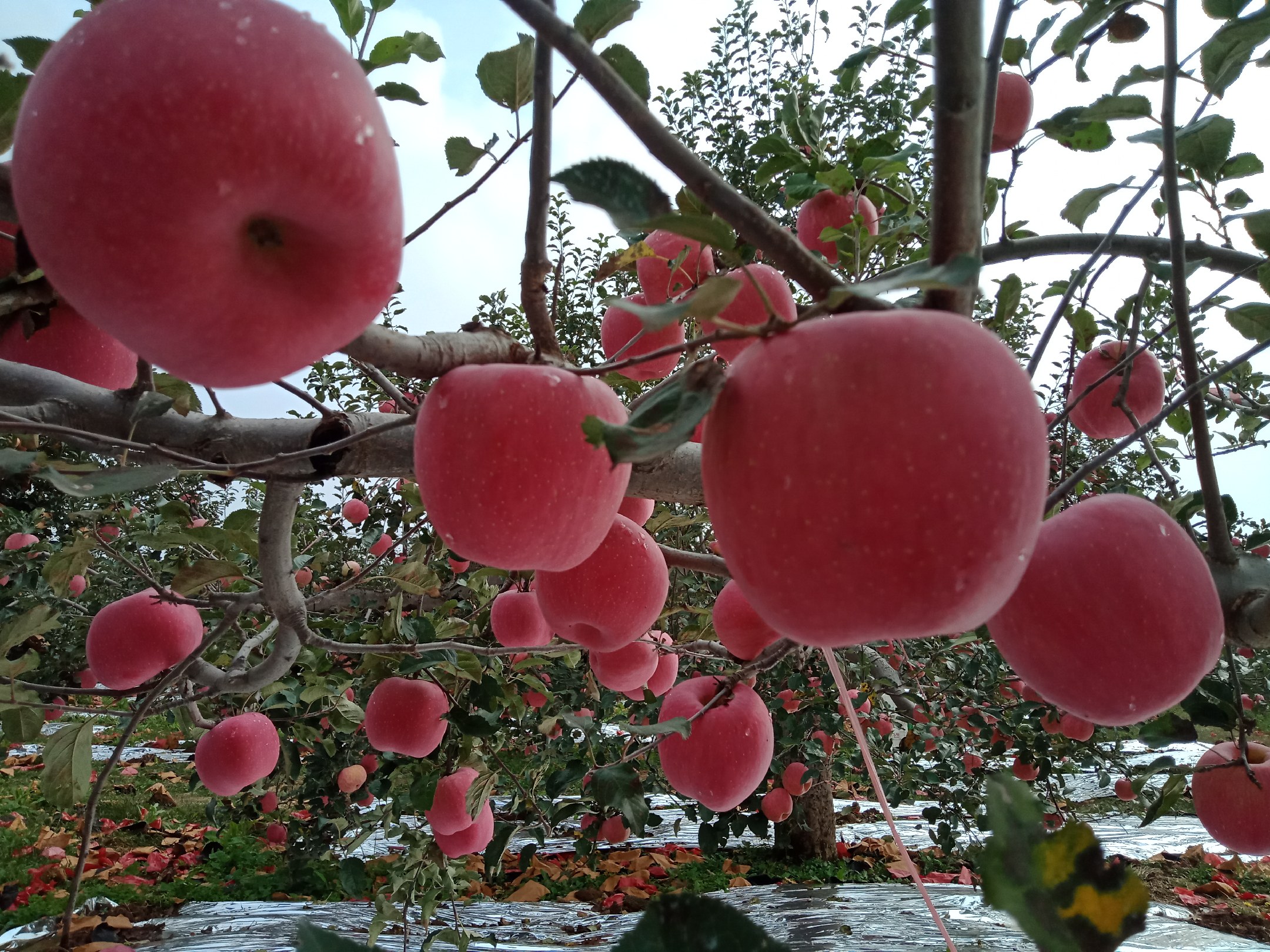 昌黎红星苹果丰收实景——体现品种、产地、产业三位一体的高质量发展图景 昌黎红星苹果丰收场景:果农手持刚采摘的带叶红星苹果,果面朝向镜头,五星果顶在阳光下泛金属光泽,背景为梯田式果园与远处“苹果双示范基地”标牌