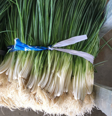 广西柳州柳冮区香葱大量上市