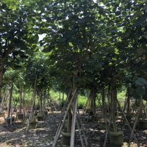 大量供应黄槿5公分到15公分，光杆货和骨架货