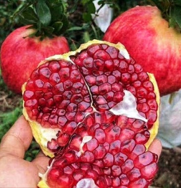 蒙阳红石榴树苗口感好 汁多 单果重750克 基地直发