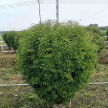 香水合欢球。自家基地，规格齐全，一手货源，量大从优