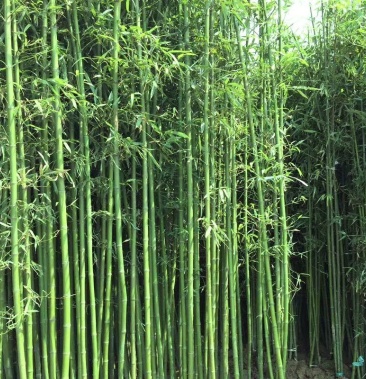 竹苗精品大土球青竹苗