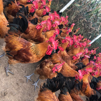 四川绵阳安州区瑶鸡价格行情走势 - 一亩田