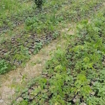 猴耳环种苗现挖现卖成活率高手续齐全因苗木裸根苗可走空运发