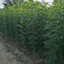 白蜡白蜡苗，白蜡树，两年白蜡，大量供应