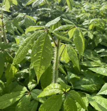 刺五加苗,大量出售各种树苗