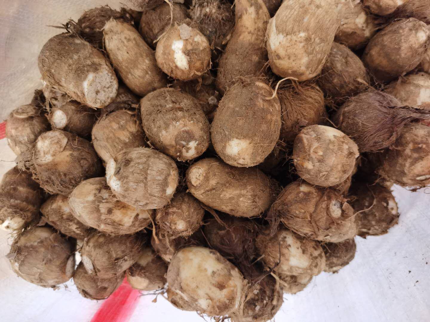 芋头8520采收与分拣场景