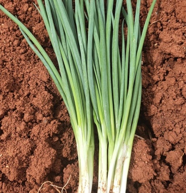 大量供应云南精品黑葱红葱