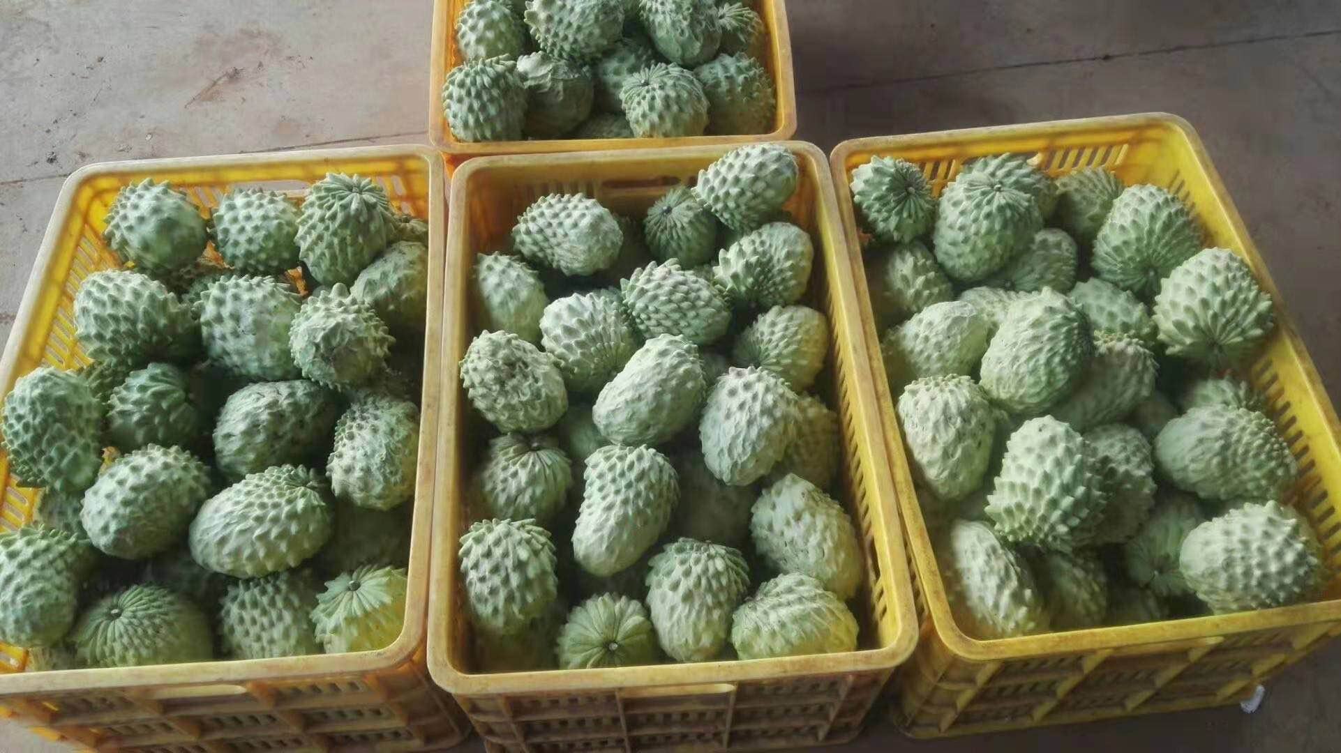 新鲜水果凤梨释迦果,欢迎全国客商前来洽谈合作