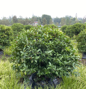 [批发]双色茉莉,鸳鸯茉莉球,双色茉莉球袋苗价格150.00元/棵 - 一亩田