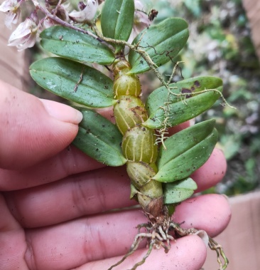 [珍虫石斛批发]野生珍虫石斛 马尾石斛价格120.00元/斤 - 一亩田