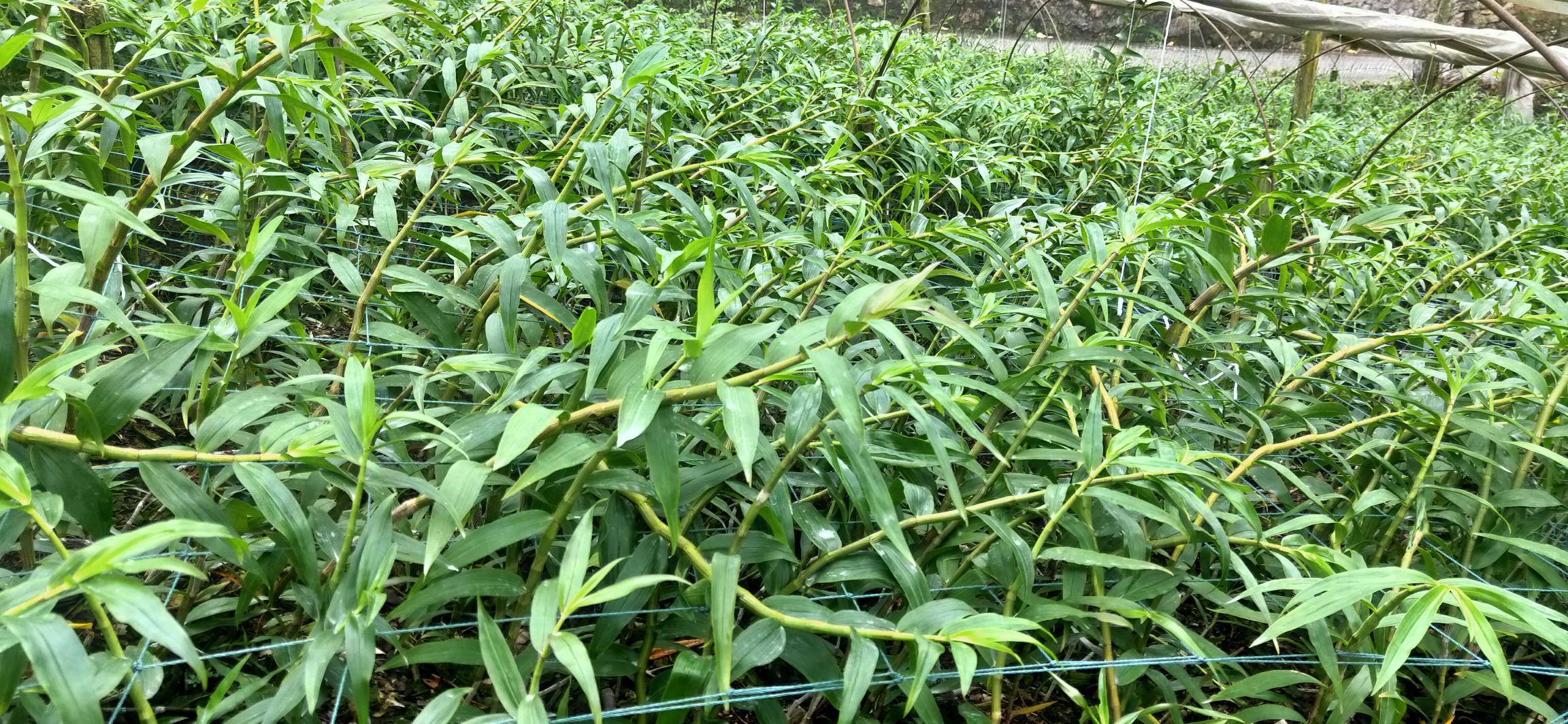 四川阆中紫山药种植基地航拍图 四川阆中紫山药种植基地航拍图