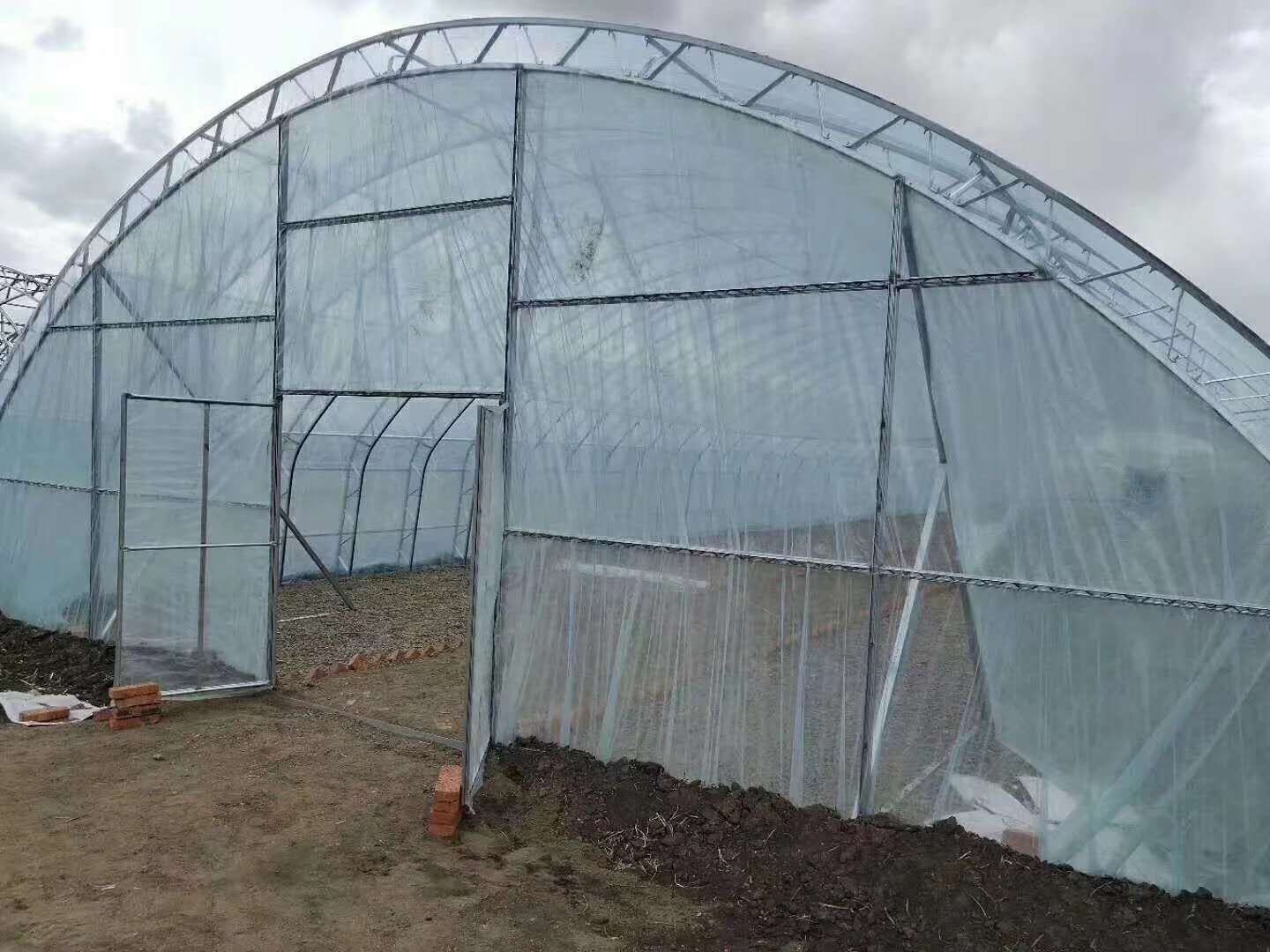 遮阳网覆盖下的生菜田