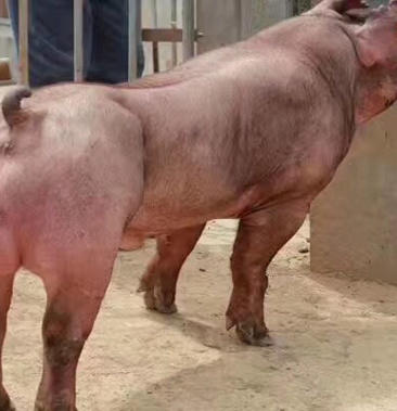 杜洛克种公猪种公猪