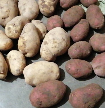 甘肃定西青薯九号 陇十,陇七,荷兰薯