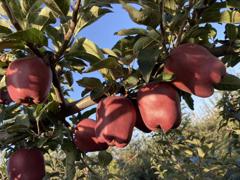 新鲜花牛苹果特写
