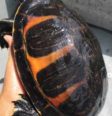 红翅膀火焰龟母10年稳产母承担运输风险