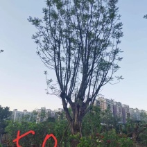 蓝花楹米径，胸径均为50