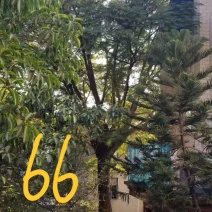 米往66公分精品原生冠蓝花楹