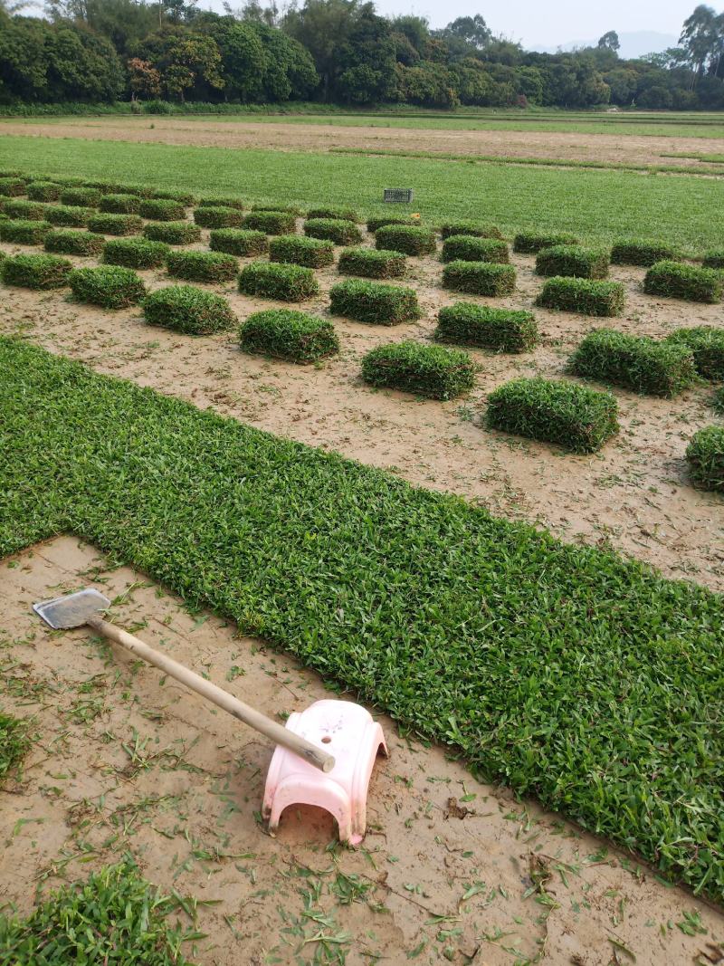 大叶油草卷图片