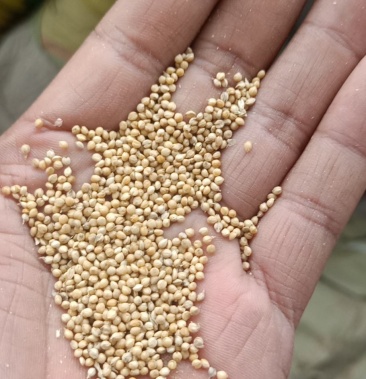 常年出售鸟食谷子陈谷子