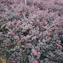 红花继木苗庭院绿植花卉篱笆用红檵木小苗四季红叶红桎木盆景