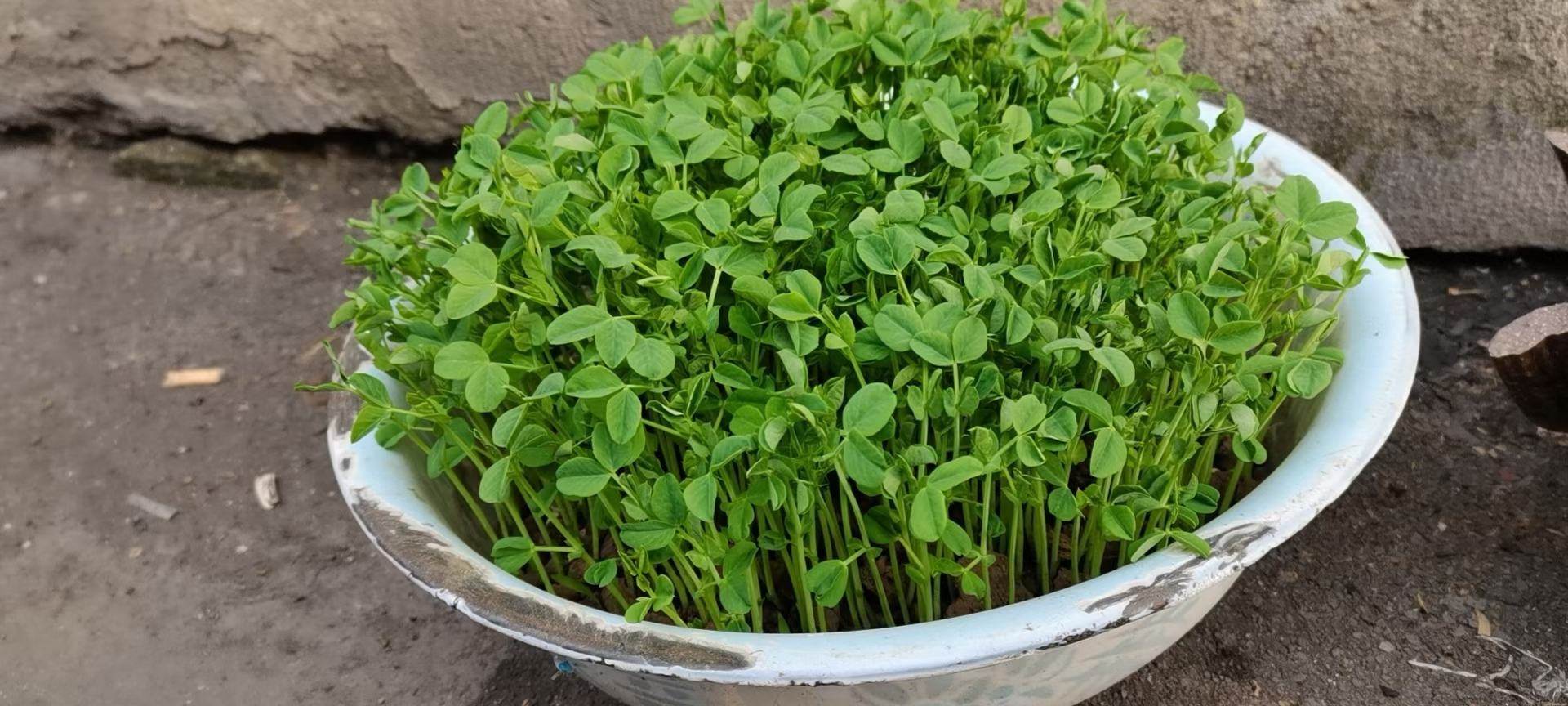 展示现代化温室大棚中豌豆苗的生长状态,环境整洁,植株健康 温室大棚中正在生长的豌豆苗