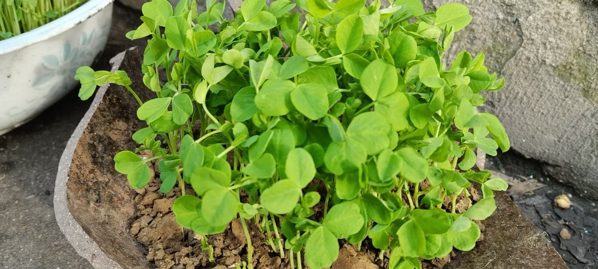 家庭阳台豌豆种植对比图