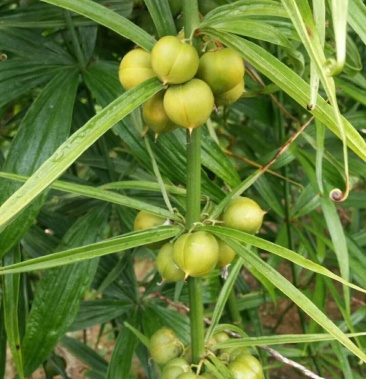 滇黄精种,成熟度高颗粒饱满,品种有保障,一律都是小红花