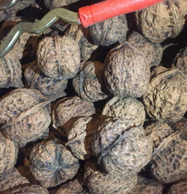 2021云南老树桐子果6500一吨自产自销一手货源