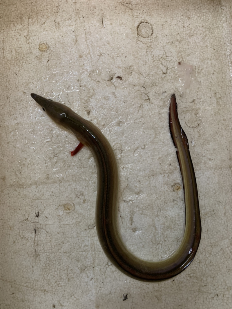 野生黄鳗鱼坑鳗金花鳗有货需要的老板请咨询下单抢购吧!多谢合作!