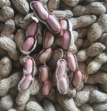 大角花生带壳鲁花豫花花生米专用通货可供大货